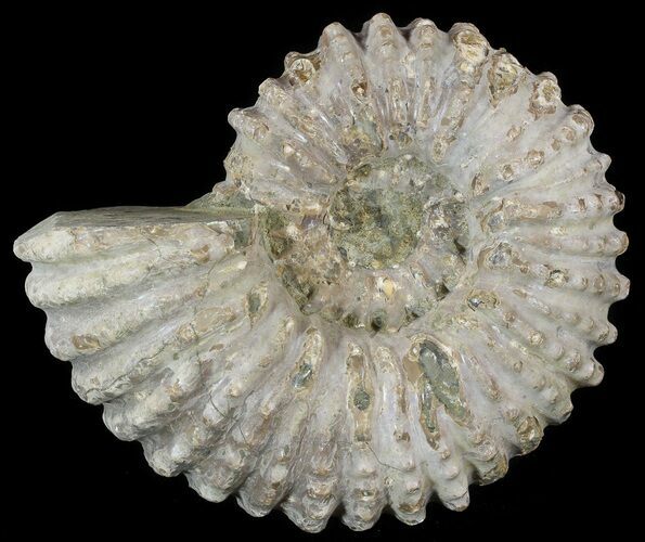 Bumpy Douvilleiceras Ammonite - Madagascar #53308